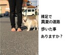 わんちゃんに寄り添ったしつけ方法教えます わんちゃんとより良い生活を過ごすお手伝い言葉を超えた架け橋に イメージ1