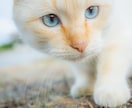 写真RAWデータレタッチします 写真のRAWデータをお送りいただければレタッチいたします。 イメージ2