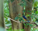 分からない野鳥教えます 〜初心者から最短で野鳥博士になりませんか？〜 イメージ4