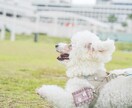 犬【SNS掲載OK】わんちゃんのお写真撮影します 何気ない毎日を、かけがえのないキヲクに。 イメージ3
