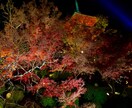 出張撮影承ります なるべくご希望に応えられるように頑張ります！ イメージ1