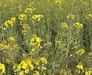 春の写真素材提供します 主に春を感じられる花々の写真を提供します イメージ1