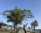 天草の別荘などの見回りをし、状況をお知らせ致します 台風後の物件の状況を知りたい、除草をして欲しい等 イメージ2