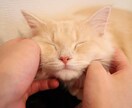 悩みでも雑談でも、理由はなくていい。聴いています 批判しない、急かさない、否定しない。そのままのあなたで イメージ5