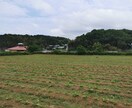 ヤーコンの育て方教えます ヤーコン農家が無農薬・無肥料栽培について相談に乗ります！ イメージ3