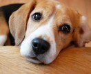 お試し価格☆ペットちゃんの想い鑑定致します 言葉が話せない動物ちゃん達は、一体あなたに何を想ってる？？ イメージ1