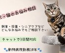 動物病院勤務10年が犬猫の相談承ります 犬猫の飼育・投薬・シニアケアのお悩みに対応 イメージ1
