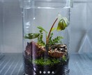 パルダリウム・テラリウム・苔リウムを作成します パルダリウム・テラリウム・苔リウムを作成します。 イメージ2