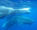 ダイビングライセンスを取得したい方へ助言します ダイビングライセンスを取得して、海の世界へ繰り出しましょう！ イメージ1