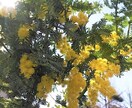 今のあなたの魅力を伝えるお花をお選びします 魅力を表すお花＆高次元のメッセージ＆未来を変えるセッション イメージ3