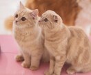 愛猫ちゃんの気持ちお伝えします 愛猫の本音や願い、ママへの気持ちを、優しくお伝えします イメージ1
