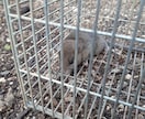 家庭菜園でのネズミの捕獲駆除を教えます 低コストで管理が簡単。餌にポイントがあります。 イメージ6