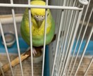 インコを初めて飼う方！雛を初めて飼う方！教えます 初めてインコを飼う方や初めて雛を飼う方必見！ イメージ2