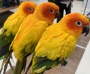 小動物、爬虫類、猛禽類などの飼育相談承ります 某個人営業の動物園での勤務経験から飼育のお悩み解決に導きます イメージ3