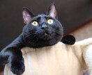 猫プロが撮った写真集あります 猫大好きな猫好き猫ままです!猫の写真提供 イメージ1