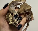 哺乳類・爬虫類・鳥類・両生類・奇蟲飼育相談乗ります 自宅で飼育している生体の飼育方法等相談乗ります イメージ3