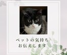 ペットの気持ちお伝えします アニマルチャネリングにてあなたのペットへアクセスします☆ イメージ1