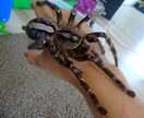 飼い方の載ってない虫や爬虫類の飼い方教えます ネットで探しても無いような虫や爬虫類その他諸々の飼育など！ イメージ2