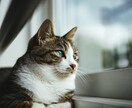 男性の方限定　女性の気持ちをお教えします わかりやすく解決します　連絡お待ちしております イメージ1