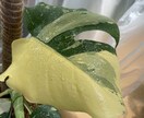 あなたにぴったりな観葉植物をご提案します 「この観葉植物、買って大丈夫？」を購入前に相談できます。 イメージ2
