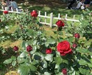 １人暮らしでふと寂しい時お話し聞きます 〜年を重ねると、ふと1人の寂しさに誰かと話したくなりますよね イメージ1