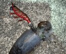 和歌山県の海釣りポイント教えます エギング、太刀魚、青物、その他いろいろポイント教えます。 イメージ3