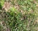 お庭の芝生の雑草を消すアドバイスをします 自宅や敷地の芝生を華麗に保つアドバイスをします。 イメージ3