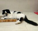 POPでシュールな動物の似顔絵描きます 全動物OK！シンプルで個性的にキャラクター化！ イメージ5