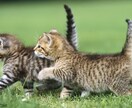 消えたいと思った時、傍に寄り添います 消えたい、いなくなりたい、どこかへ行きたい。そんな時に。 イメージ6