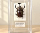 クワガタやカブトムシなどの昆虫標本作成します 大切に育てた一匹を、飾れる標本に イメージ2