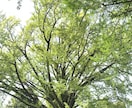 即日対応/今のあなたに必要な言葉を届けます 自分らしく未来に進むためのタロットメッセージ。 イメージ8