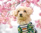 ペットの可愛い表情を撮影します ペットとの大切な日常の思い出を写真に残しませんか？ イメージ4