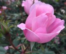 あなたのお悩みにそっと寄り添います 。繊細で傷つきやすく、打たれ弱いメンタルの方へ。 イメージ2
