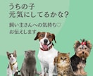 24時間以内に亡くなったペットの気持ちを霊視します 大切なあの子との“心の対話”をお届けします。 イメージ1