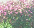 豊かさのヒーリングをサポートします ブロックを解放してソースエネルギーの流れを取り戻したい方へ イメージ2
