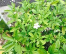 ご自宅、引越し先など霊視します 写真、間取りを送っていただければ、気になる場所やお家みます！ イメージ1