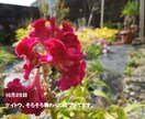 花の種　いろいろ　選べます 自家栽培の種ですが、いろいろあります。 イメージ4