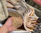 農薬等を使わない農法のご相談を承ります 水稲、小麦、野菜、鶏、日本ミツバチに取り組んでみませんか？ イメージ6
