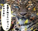 ホロスコープ鑑定！1年間の運勢をタロットで告げます 即納★50%off！今後12ヶ月間の流れを予知宣告いたします イメージ4