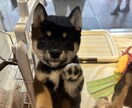 ペットのわんちゃんと仲良くなるためのしつけ教えます 一緒に解決して今よりもっとわんちゃんと仲良くなりましょう！ イメージ1