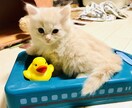 お話し相手/癒しの提供致します 暇潰しもOK!愚痴やお悩み聞きますଘ(੭*◕ฺω◕ฺ)੭* イメージ1