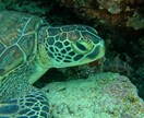 石垣島旅行を一緒に考えます 「石垣島旅行、現地マリンスタッフ目線でプランを一緒に考えます イメージ5