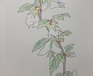 植物や人物のイラストを描きます 元漫画家の卵ですイラスト全般、文章も書けます イメージ1