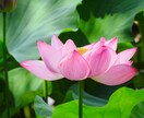 復縁、不倫、片想い、年の差など相手のお気持ち視ます ✨️真実の愛を導く、心の癒し鑑定✨️霊感タロット イメージ3