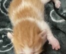 保護子猫の育て方（初心者歓迎）丁寧にサポートします 乳飲み子猫の命をつなぐ技術と知識、伝えます,ﾟ.:｡+ﾟ イメージ7