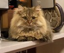 ネコのお話ししませんか？猫トークで盛り上げます 愛ネコYouTuber！猫たちの成長記録や難病克服日記配信 イメージ2