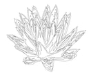 ビザールプランツ、多肉植物の線画イラスト描きます 植物のお写真から線画のイラストを描きます イメージ2