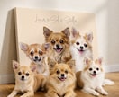 うちの子・ペットの似顔絵イラストを制作します 犬・猫・ペット全般｜こんな写真しかないんですけど…にも対応可 イメージ5