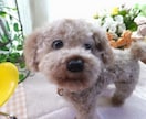 羊毛フェルト作品を手直しします 「思ったのとなんか違う（T_T）」を解決します♡ イメージ6