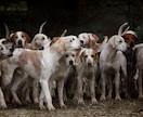 エジプトの神々☆最強の犬神アヌビス☆お送りします 変化促進 医療神 遠隔コールイン アチューンメント イメージ3